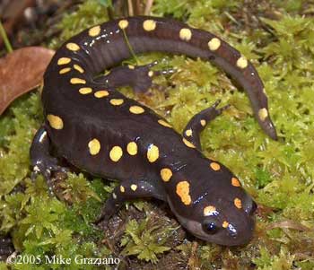 A_maculatum salamandra manchada